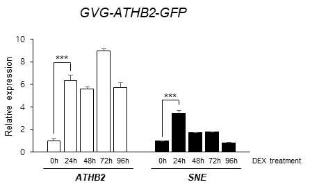 7일된 GVG-ATHB2-GFP seedlings에 DEX 10 μM를 처리 후 0, 24 h, 48 h, 72 h, 96 h에서 각각 ATHB2와 SNE specific primers로 realtime RT-PCR 실시