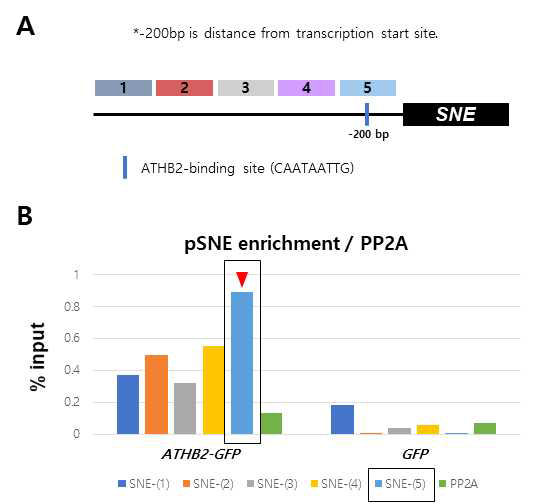 GVG-ATHB2-GFP 식물체를 가지고 ChIP-PCR을 실시. A. ChIP-PCR을 위한 real time PCR로 증폭될 genomic target sequences의 모식도. Transcription start site로부터 –200bp위치한 ATHB2-binding site (CAATAATTG)가 존재함. B. ChIP-PCR 실시 후 증폭 산물의 정량 결과. 붉은 화살표와 네모박스는 ATHB2가 결합할 가능성이 높은 지점을 의미