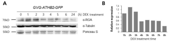 GVG-ATHB2-GFP 형질전환체에서 DEX처리 후 RGA antibody를 가지고 western blot analysis 실시. A. 7일된 GVG-ATHB2-GFP seedlings에 DEX 10μM 를 1h~24h처리 후 RGA antibody로 western blot 실시. Loading control로 Tubulin antibody와 Ponceau staining solution이 사용됨. B. A의 결과를 Image J를 이용하여 정량