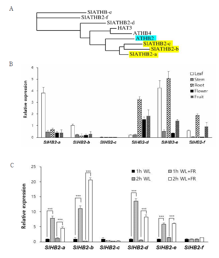 Arabidopis ATHB2 seq와의 비교를 통해 선별된 토마토의 homeobox 유전자들 (SlHB2-a, SlHB2-b, SlHB2-c, SlHB2-d, SlHB2-e, SlHB2-f)과 real time PCR을 통한 발현 분석. A. ATHB2 orthologs 유전자들의 phylogenetic tree 분석. B. 2개월된 토마토의 잎, 줄기, 뿌리, 꽃, 열매에서의 각 유전자 발현을 realtime PCR 로 분석. C. 토마토를 1h, 2h 동안 음지처리(WL+FR)한 후 잎에서 추출한 RNA로 realtime PCR 분석