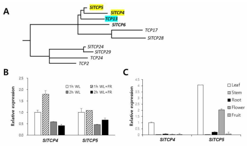 Arabidopis TCP 유전자 sequence 와의 비교를 통해 선별된 SlTCP4, SlTCP5과 발현 분석. A. TCP13 orthologs 유전자들의 phylogenetic tree 분석. B. 토마토를 1h, 2h 동안 음지처리(WL+FR)한 후 잎에서 추출한 RNA로 realtime PCR 분석. C. 2개월된 토마토의 잎, 줄기, 뿌리, 꽃, 열매에서의 각 유전자 발현을 realtime PCR로 분석