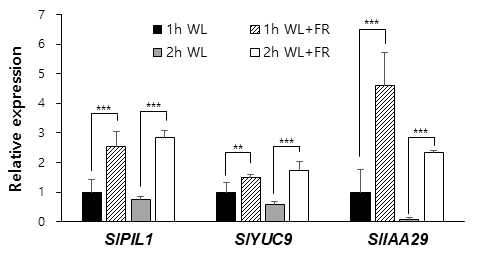 토마토 SlPIL1, SlYUC9, SlIAA9의 발현을 real time RT-PCR로 분석. 1개월 된 토마토를 1h, 2h 동안 음지처리 (WL+FR)한 후 잎에서 추출한 RNA 사용