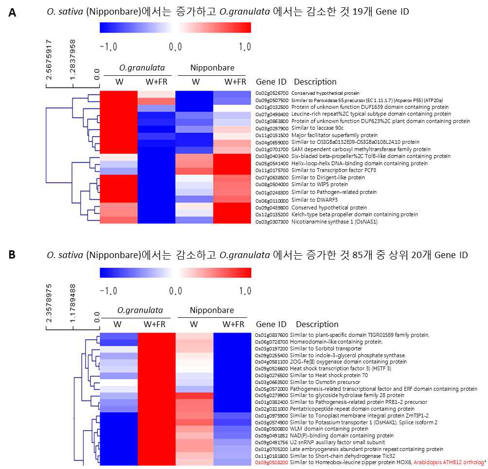 O. sativa (Nipponbare)와 O. granulata 음지 처리시 서로 다른 유의한 발현을 보이는 유전자들의 목록과 발현양상의 heat map. *애기장대 ATHB12의 ortholog를 포함함을 알 수 있음(붉은색)
