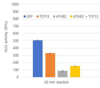 ATHB12 발현에 미치는 TCP13과 ATHB2의 영향