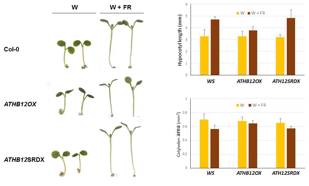 광 조건과 음지 조건에서의 야생형 (Col-0), ATHB12 과발현체 (ATHB12OX), ATHB12SRDX 식물체 (ATHB12SRDX)의 표현형 비교. (A) 야생형, ATHB12 과발현체 (ATHB12OX), ATHB12SRCS 식물체 식물을 3일 동안 continuous white light (W)에서 키운 뒤, 5일동안 W 혹은 W + FR 조건에서 키운 후 표현형 관찰. (B, C) hypocotyl 길이 (B) 및 cotyledon 면적 (C)을 측정