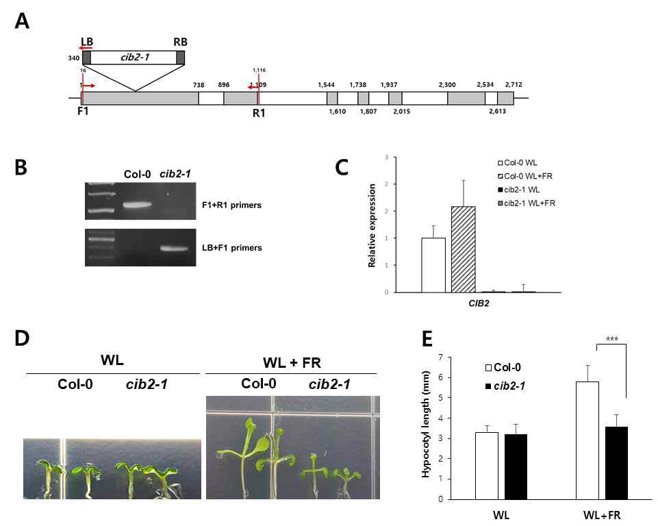 cib2-1 knock out mutant의 선발 및 음지회피 표현형 관찰. A. T-DNA insertion 위치를 보여주는 유전자 구조 모식도. B. Genomic PCR을 통해 T-DNA확인. C. Real time RT-PCR을 통해 BZIP61 발현양상 분석. 음지 조건(WL+FR)을 처리함. D. 음지조건에서 배양시 hypocotyl의 길이생장 표현형 변화 관찰. E. D에서의 결과 정량화