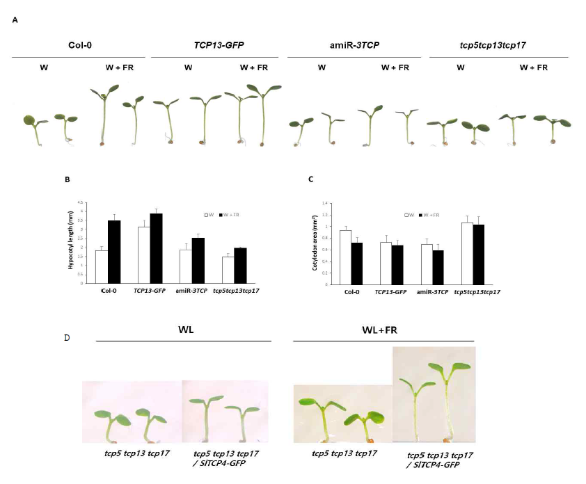 Arabidopsis tcp triple mutnat (tcp5tcp13tcp17)의 음지회피 완화 표현형과 토마토의 TCP(SlTCP4-GFP)의 complementation 검정. A. Arabidopsis TCP관련 형질전환체의 음지회피관련 표현형. B and C. A의 결과를 정량화함. D. Arabdopsis tcp triple mutant에서 토마토의 TCP 유전자 중 하나인 SlTCP4를 과발현하여(SlTCP4-GFP ) 표현형 관찰