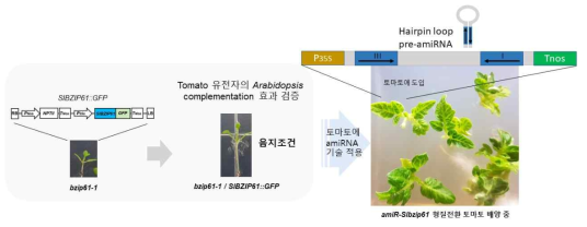 현재 토마토 유전자 SlBZIP61 및 SlCIB2가 pBI121 vector에 클로닝되어 위의 Arabiodopsis mutants bzip61-1, cib2-1을 각각 형질전환함. 개체 선발 후 음피회피반응 측정 예정