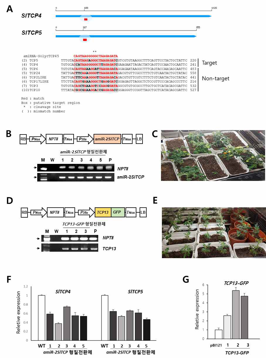 토마토 TCP 형질전환체 (각각 amiR-2SlTCP, TCP13-GFP )의 제작. A. 제작된 miRNA construct가 타겟으로 하는 서열 (붉은 글씨). B와 D. Genomic PCR를 통해 효과적으로 식물에 도입되었는지 조사. C와 E. 각각 amiR-2SlTCP와 TCP13-GFP의 선별된 토마토를 배지로부터 흙으로 옯겨 배양. F와 G. 형질전환체 제작 및 선별 후 real time RT-PCR을 통해 각 형질전환 개체가 각각의 유전자들의 발현을 효과적으로 감소시키는지 조사