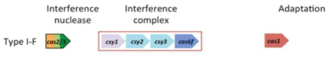 Type I-F CRISPR/Cas 체계의 Cas 단백질 구성 (Biochem J. 452: 155-166 (2013)