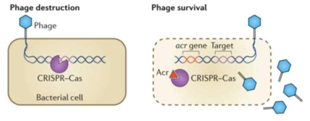 CRISPR-Cas 체계 저해제인 Anti-CRISPR (Acr) 단백질 (Nat Rev Microbiol. 16: 12-17 (2018))