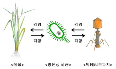 작물, 병원성 세균, 박테리오파지의 상호작용