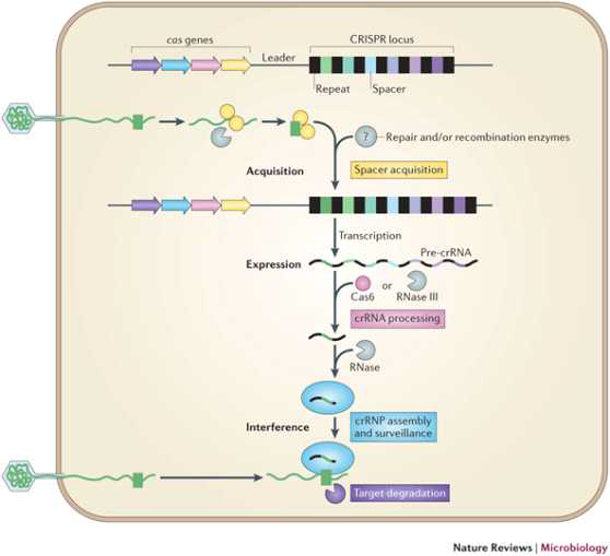 CRISPR-Cas 체계 (Nat Rev Microbiol. 12: 479-92 (2014))