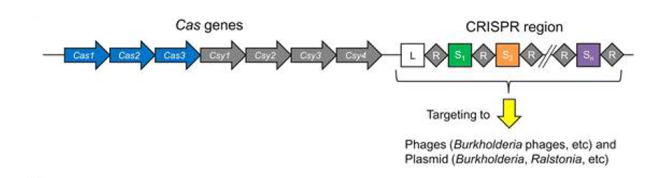 벼알마름병 원인균인 버크홀데리아 글루메 (Burkholderia glumae )에 존재하는 CRISPR-Cas 체계 (BMC Genomics. 16:349 (2015)