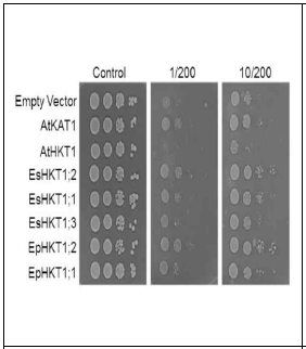 E. parvula HKT1;2를 발현시킨 효모 세포의 고농도의 NaCl에 대한 민감성