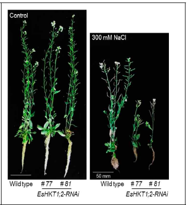 EsHKT1;2-RNAi 식물체의 식물체의 염분에 대한 표현형 비교 관찰