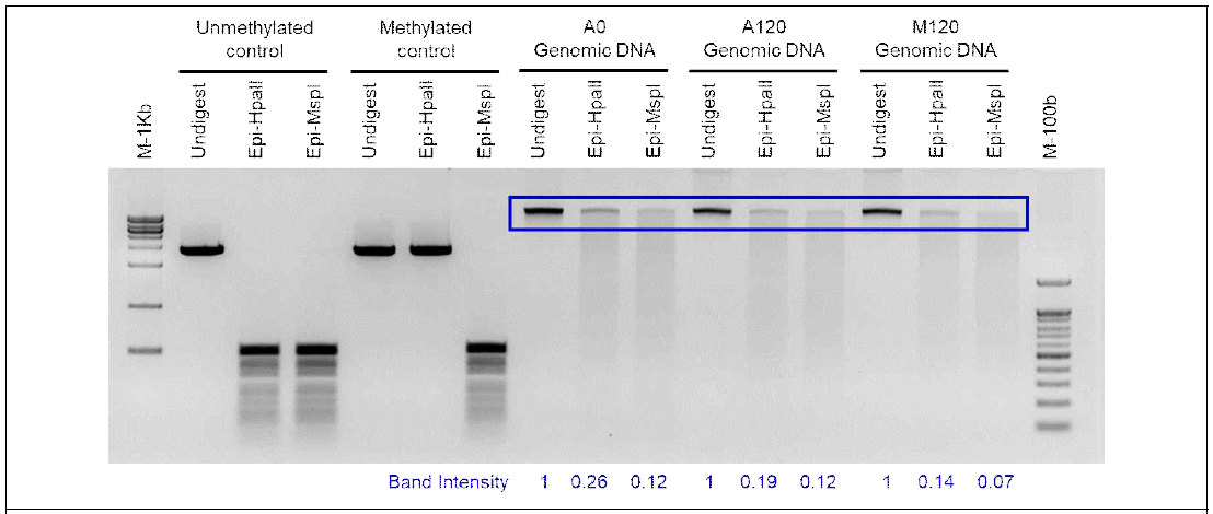 고염적응성 세포주(A120) 및 고염적응성 메모리 세포주(M120)에서 DNA 메틸화 변화 분석