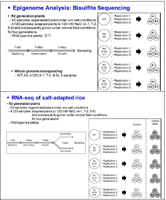 고염적응성 벼(R2 계통)의 유전체, 후성유전체, 전사체 분석 전략