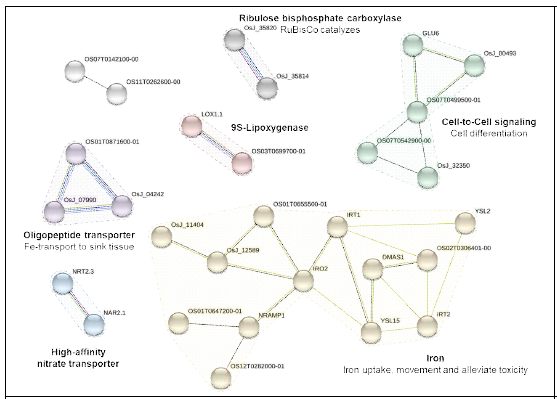 고염적응성 벼에서 발현이 증가한 유전자들을 이용한 functional protein association network (STRING) 분석