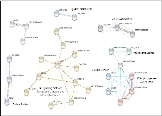고염적응성 벼에서 발현이 감소한 유전자들을 이용한 functional protein association network (STRING) 분석