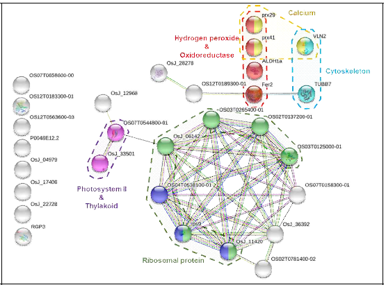 고염적응성 벼의 잎에서 발현이 증가한 유전자들을 이용한 functional protein association network 분석(STRING)