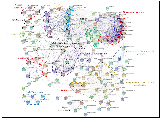 고염적응성 벼의 뿌리에서 발현이 증가한 유전자들을 이용한 functional protein association network 분석(STRING)