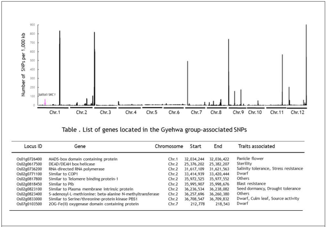 각 염색체별 계화벼 품종군과 연관된 SNP density plot (위) 및 SNP 빈도가 높은 (>500) 염색체 구간에 위치한 QTL 유전자 목록 (아래)