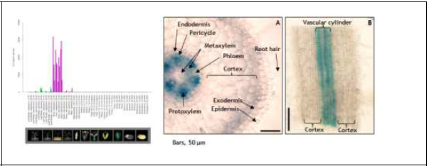 벼 RP1 promoter의 뿌리 중심주 특이적 발현. (왼쪽) RiceXPro 조직발현 데이터, (오른쪽) RP1-GUS 형질전환벼 뿌리의 GUS 염색 사진