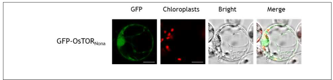 OsTOR-GFP 단백질의 세포내 위치