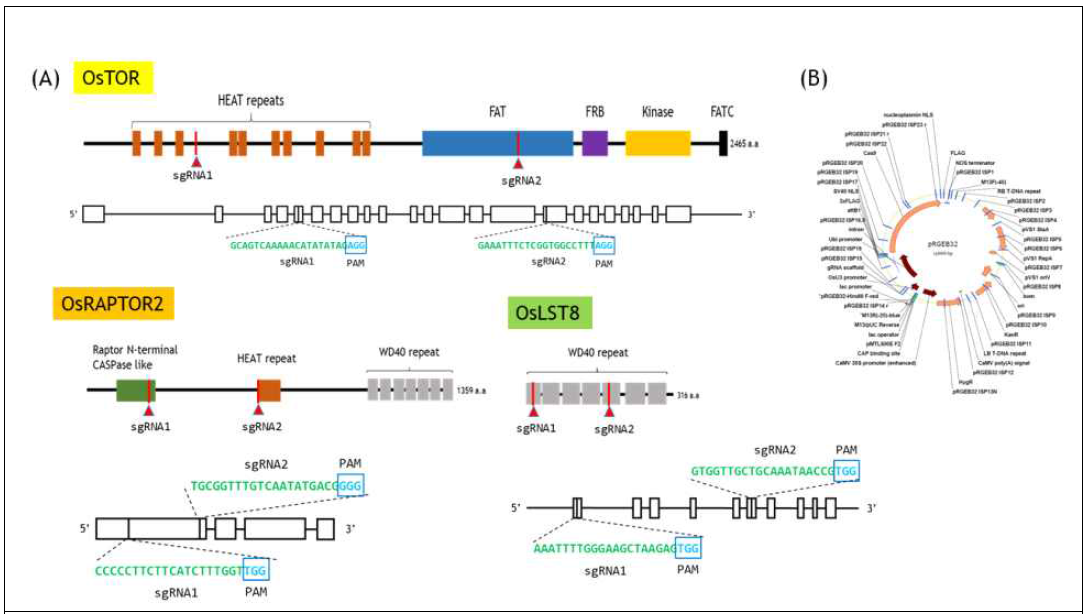 Nona Bokra 유래 TOR 복합체 유전자 편집 위치 및 CRIPSR/Cas9 벡터