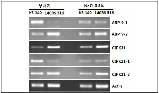 RT-PCR에 의한 비돌연변이체와 140RS516의 내염성 관련 유전자 발현 분석