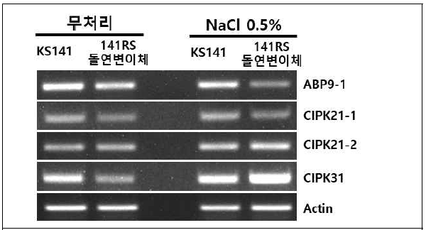 RT-PCR에 의한 비돌연변이체와 돌연변이체 141RS의 내염성 관련 유전자 발현 분석