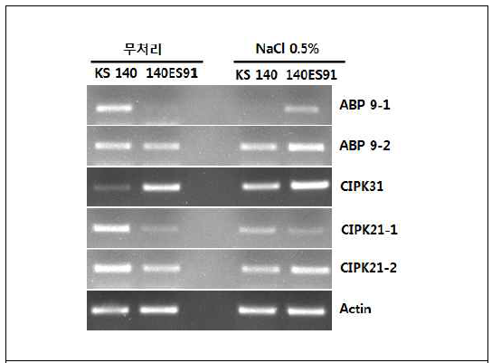 RT-PCR에 의한 비돌연변이체 KS140와 140ES의 내염성 관련 유전자 발현 분석