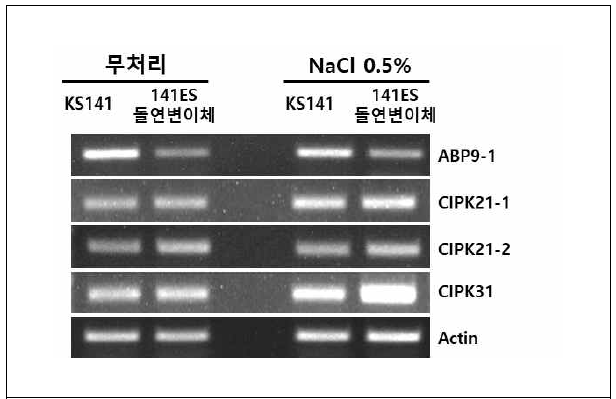 RT-PCR에 의한 비돌연변이체와 돌연변이체 141ES의 내염성 관련 유전자 발현 분석
