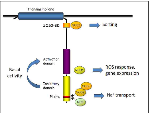 SOS1의 내염 조절 기작 모델