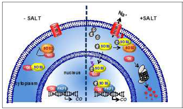 핵 및 사이토졸에 위치한 SOS3는 염스트레스 상황에서 뚜렷한 역할을 한다. 연스트레스 상황에서, SOS3는 사이토졸에서 상승한 Ca2+를 감지하고 이에 결합한다. 칼슘 결합 SOS3는 SOS3의 미리스토일화를 통해 원형질막으로 SOS2를 활성화 및 모집하고, Na+ 배제 및 염내성을 매개하는 Na+수송체 SOS1을 인산화 및 활성화 시킨다. 자유 세포질 GI단백질은 개화를 지연시키기 위해 분해된다. 팔미토화된 SOS3는 핵으로 들어가서 GI및 FKF1과 전사 복합체를 만들어 CO 발현을 매개하여 염스트레스 때의 개화를 늦춘다