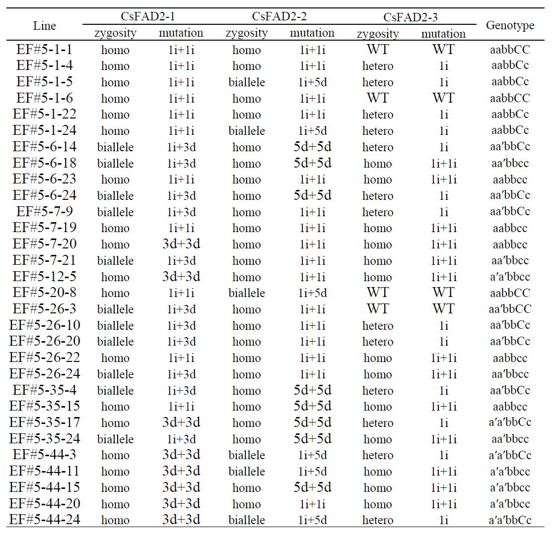 Sanger sequencing 결과를 분석한 CsFAD2 편집 카멜리나 EF#5 T3의 돌연변이 형태와 유전자형 분석. 1i, 3d는 각각 1 nt insertion, 3 nt deletion 의미. Genotype에서 대문자, 소문자, 소문자‘는 각각 WT 유전자, nonsense fad2 mutant, missense fad2 mutant (3d)를 의미. A, B, C는 각각 CsFAD2-1, CsFAD2-2, CsFAD2-3 유전자