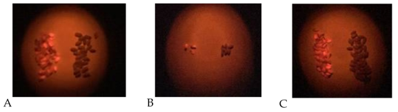 DsRed 형광을 이용한 (A) ED1, (B) ED2, (C) ED3 (ES2.1P:Cas9-DGAT1~3 sgRNA) 형질전환 종자 선발. 왼쪽: 주황색의 형질전환 종자, 오른쪽: 갈색의 비형질전환 종자