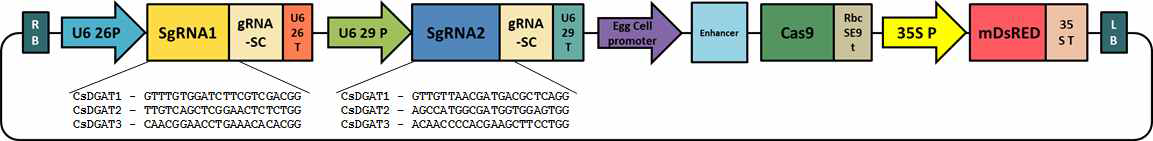 Dual sgRNA를 동시발현하는 Cas9 벡터와 sgRNA 염기서열