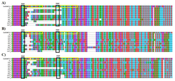 EDD2 T2 계통들의 CsDGAT2 multialign. (A) CsDGAT2-1 (B) CsDGAT2-2 (C) CsDGAT2-3. 검은줄 빈 박스는 PAM motif이고 노란줄 빈 박스는 sgRNA 부분임