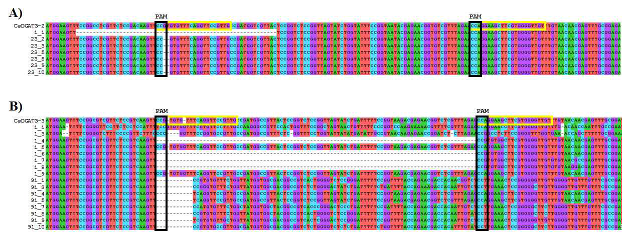 EDD3 T2 계통들의 CsDGAT3 multialign. (A) CsDGAT3-2 (B) CsDGAT3-3. 검은줄 빈 박스는 PAM motif이고 노란줄 빈 박스는 sgRNA 부분임