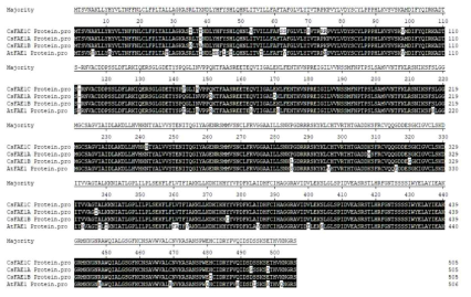 카멜리나 FAE1, 애기장대 FAE1 단백질 서열의 alignment 결과