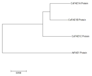 카멜리나 FAE1, 애기장대 FAE1 단백질 서열간 계통수 결과