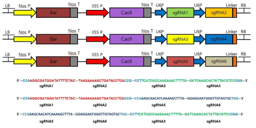 CsFAE1A, B, C를 knockout 하기 위해 제작한 CRISPR vector map과 guide RNA sequence