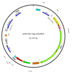 pHEE401E-Egg-mDsRed 벡터 맵