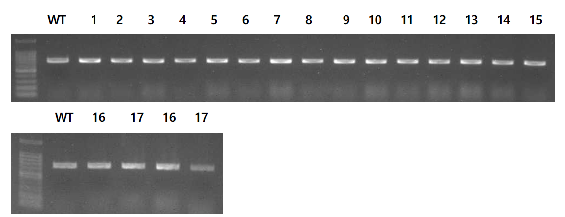 형질전환체에서의 CsFAE1 A 유전자 PCR 결과 (716bp)