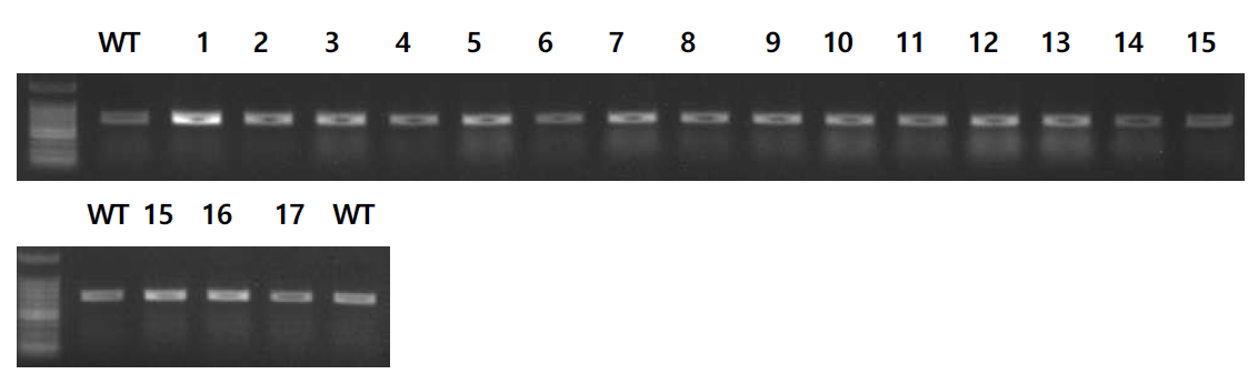 형질전환체에서의 CsFAE1 B 유전자 PCR 결과 (725bp)