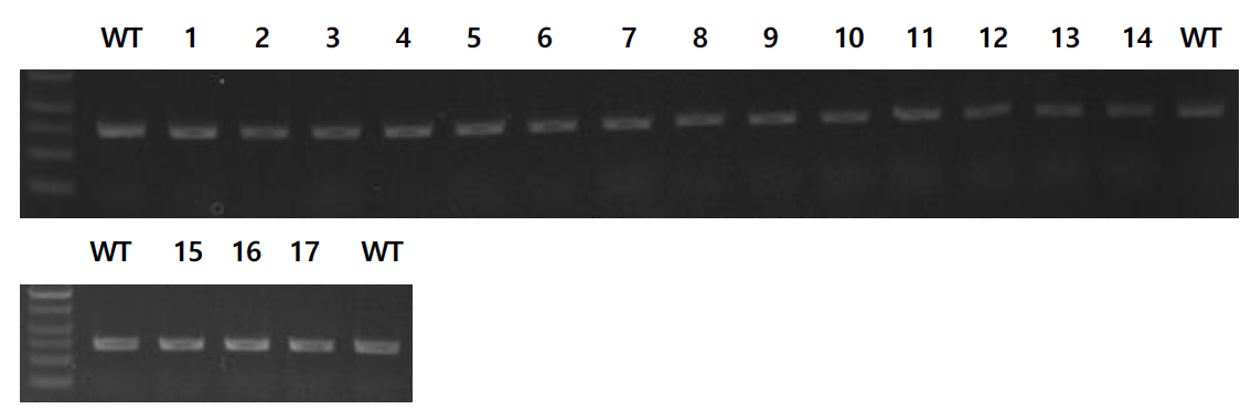 형질전환체에서의 CsFAE1 C 유전자 PCR 결과 (730bp)