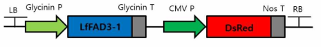 LfFAD3-1 유전자 과발현 벡터 맵