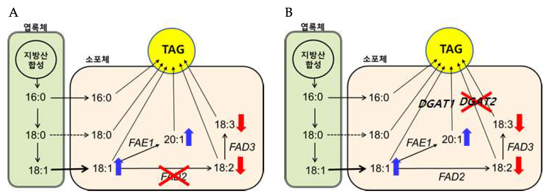 유지작물의 종자에서 일어나는 지방산 합성 및 축적대사 모식도. (A) FAD2 유전자와 (B) DGAT2 유전자 돌연변이에 의한 단일불포화지방산 증진